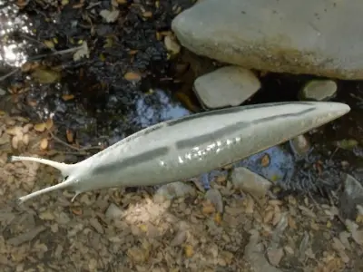 slug slug slug snail on plate 3D model