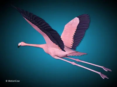 Flamingo Pink - Flight 3D model