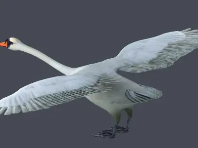 swan bird wildlife nature feather elegant white spread  3D model