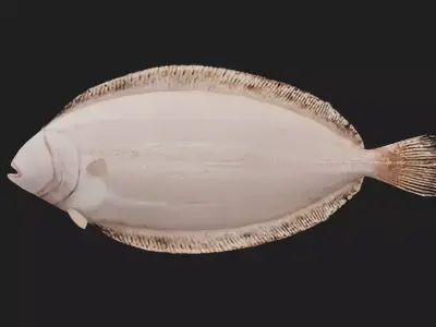 Flatfish Low-poly 3D model
