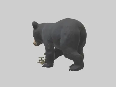 Black Bear cub exploring model 3D model