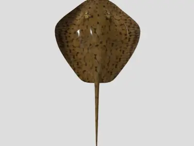 Stingray Realistic Animated Low-poly 3D model