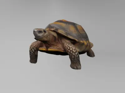 TURTLE 3D model