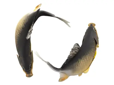 Fish carp 3D model