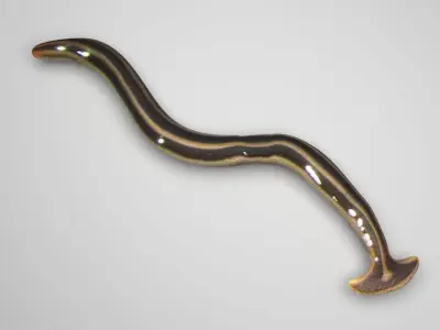 Hammerhead Worm 3D model