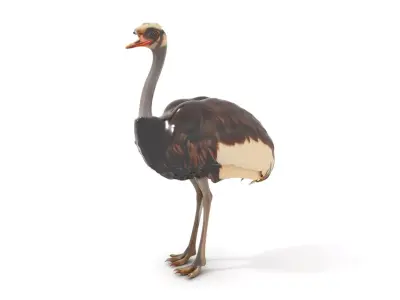 Elegant Ostrich Brown model pack Low-poly 3D model