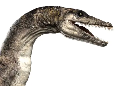 Plesiosaurus (Rigged) 3D model