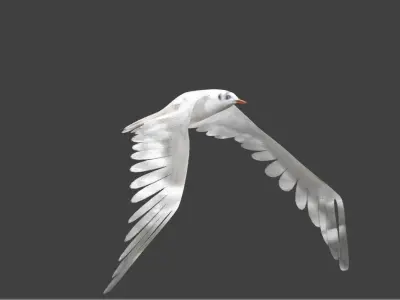seagull animated 3D model