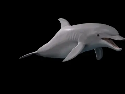 BottleNose Dolphin Tursiops Truncatus Low-poly 3D model