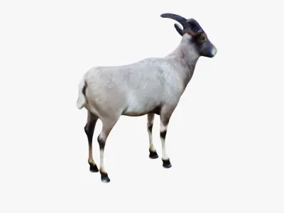 Goat Animal Free 3D model