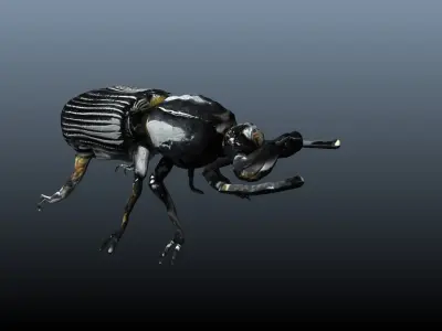 black beetle 3D model