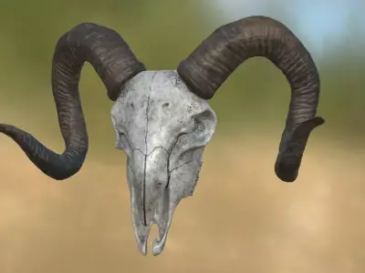Goat Skull 3D model