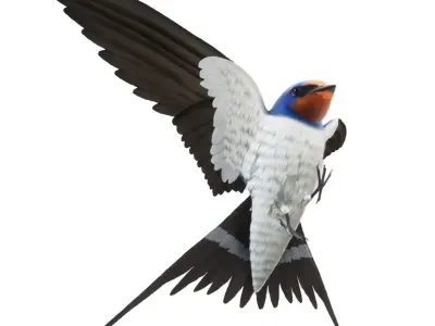Barn Swallow Hirundo Rustica Low-poly 3D model