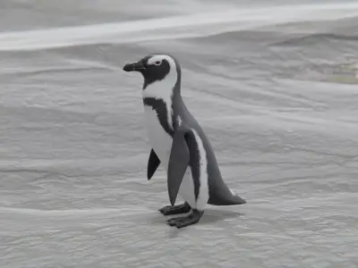 African penguin Low-poly 3D model