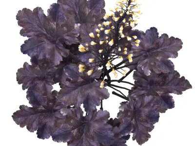 Coralbells Primo Black Pearl 3d model Low-poly 3D model