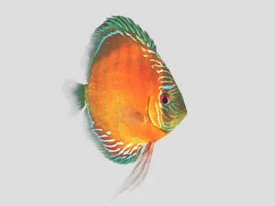  Alenquer Discus Fish Low-poly 3D model