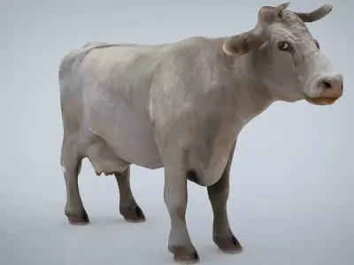 WHITE COW Low-poly 3D model