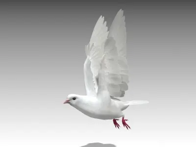 White Dove Low-poly 3D model