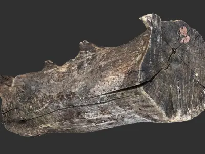 Withered tree trunk 3d scan in highpoly 3D model