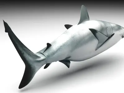 Shark 3D model