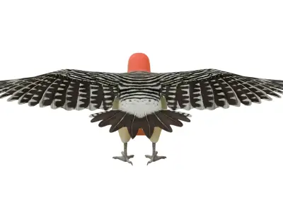 Red Bellied Woodpecker 3D model