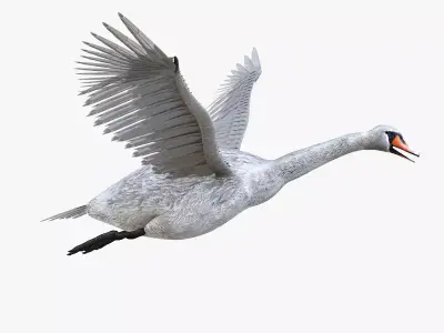 Swan bird rigged 3d model Low-poly 3D model