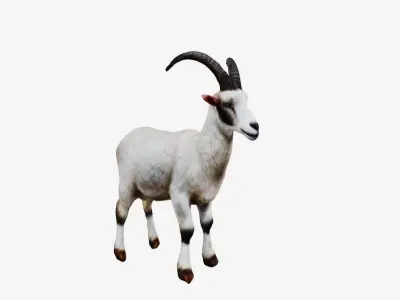 White Goat 3D model