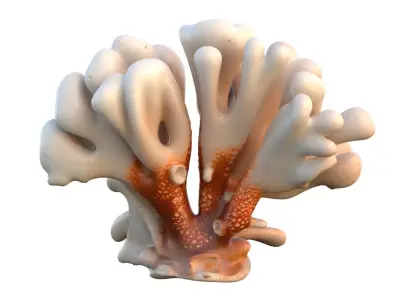 Coral Collection 1-20 Low-poly 3D model