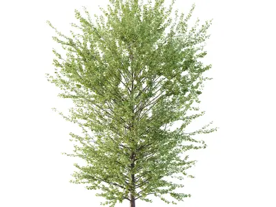 Maidenhair Ginkgo Biloba Tree 08 3D model