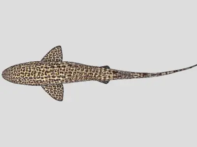 Leopard Catshark Realistic Animated Low-poly 3D model