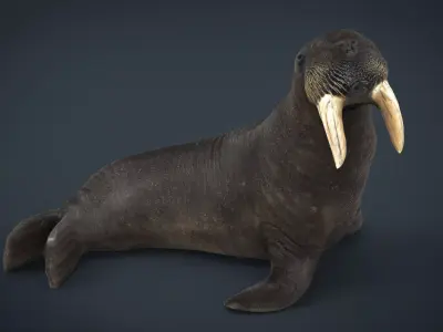 Walrus Low-poly 3D model