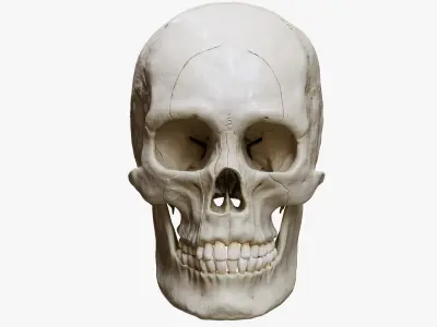 Human Skull Explode Anatomy Atlas 3D model