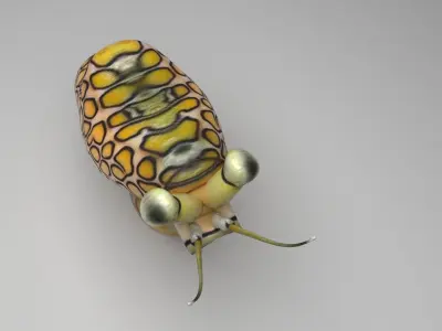 Flamingo Tongue Snail 3D model