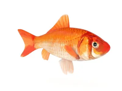 Gold Carp 3D model