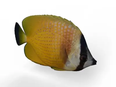 Butterfly fish Low-poly 3D model