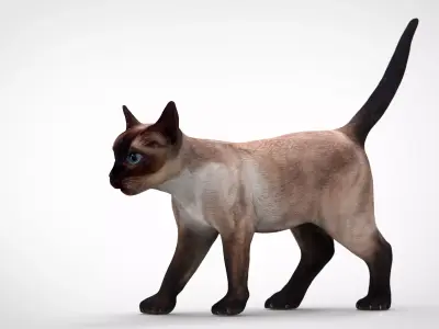 REALISTIC CAT siamese Low-poly 3D model