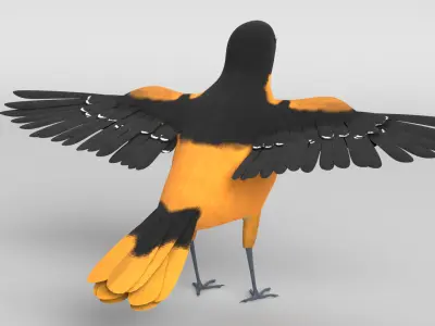 Baltimore Oriole Bird 3D model