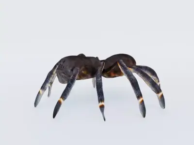 Tarantula Free 3D model