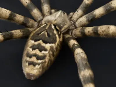 Fishing Spider Low-poly 3D model
