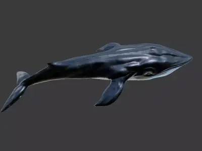 While whale Low-poly 3D model