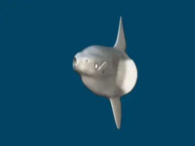 Ocean Sunfish Mola  3D model