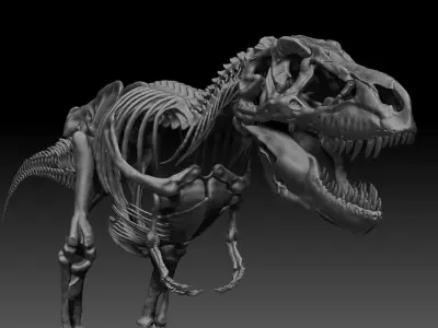 Dinosaur SubTyrannosaurus Rex Full Skeletons - SubREX 3D model