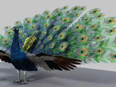 Peacock Rigged and Animation 3D model