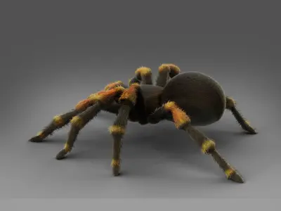 3D Spider Tarantula Rigged  Low-poly 3D model