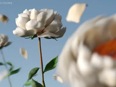 Delicate Floral Peony Branch with White Petals 3D model