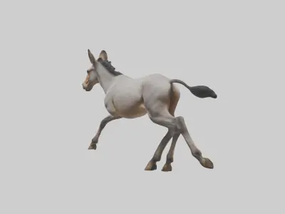 Indian Wild Ass running model Low-poly 3D model