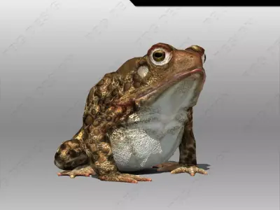 Toad Animated Low-poly 3D model
