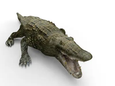 Crocodile 3D Models game ready low poly model 3D model