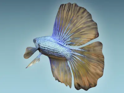 Betta Fish 4 3D model