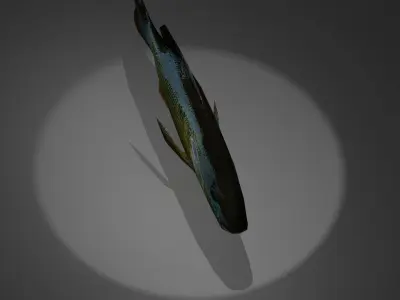 Bluegill fish with light shining Free low-poly 3D model